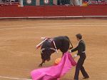 Toro0017.jpg